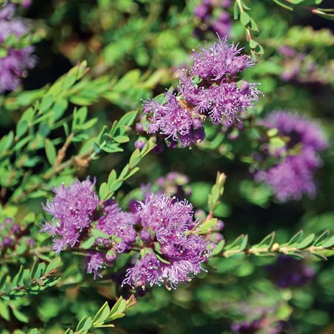 Aromatics International Premium Organic Honey Myrtle Essential Oil 18ml | 100% Pure Essential Oil for Diffusion & Aromatherapy