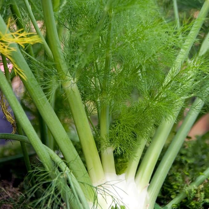 Aromatics International Premium Organic Fennel Sweet Essential Oil 18ml | 100% Pure Essential Oil for Diffusion & Aromatherapy